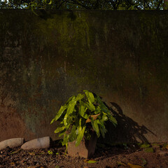 Sole potted plant in front of an old textured wall.