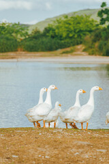 white goose on the lake
