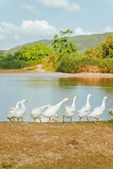 flock of geese on the shore of pond © Ran