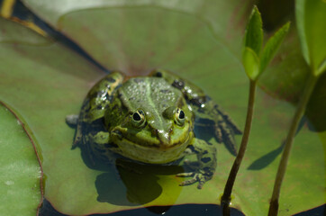 Der Grüne Frosch auf dem Blatt 