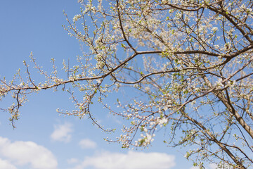 early spring. blooming trees. swollen kidneys