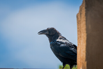 Raven on a roof