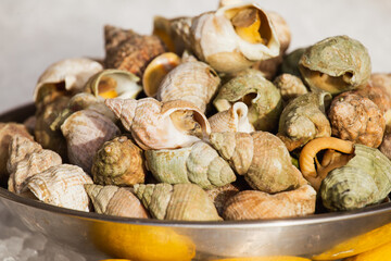 Fresh delicacies of the sea - oysters, shrimps and snails - seafood on ice with lemon