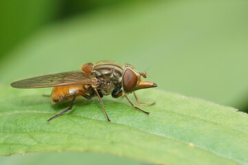 Closeup on a red common snoutfly, Rhingia campestris sitting on a green common ivy leaf in the garden