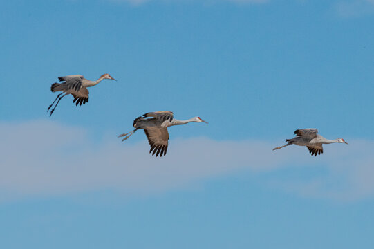 Three sandhill cranes flying in formation