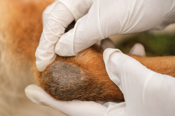 Veterinarian in white medical gloves examines dog leg calluses, close up.