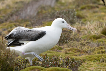 Southern royal albatross (Diomedea epomophora)