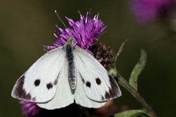 Large white butterfly /Pieris brassicae