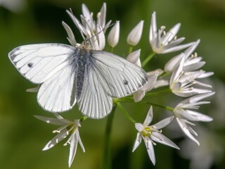 Large white butterfly /Pieris brassicae