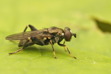 Closeup on a Small Forest Hoverfly, Chalcosyrphus nemorum , sitting on a green leaf