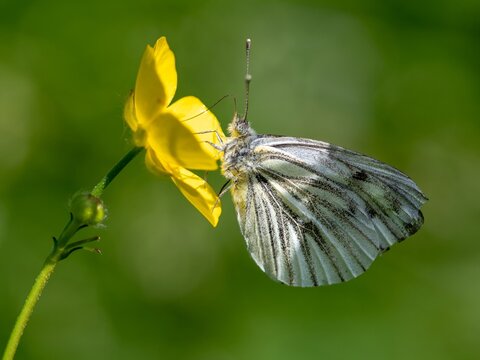 Large white butterfly /Pieris brassicae
