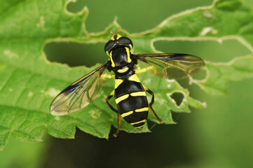 Closeup shot of a superb ant-hill hoverfly on a green branch - Xanthogramma pedissequum sitting in the green vegetation