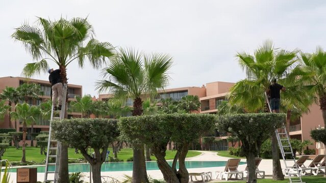 The gardeners trim the palm branches in the hotel's garden for cleanliness and order. Swimming pool for relaxation. Blue sky.