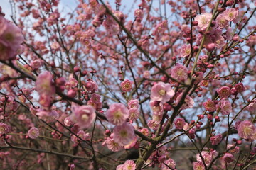 pink cherry blossom