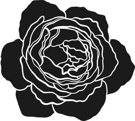 Blaze rose png.Beautiful flower on transparent background.