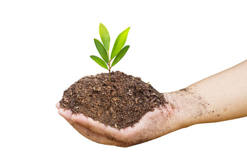 concept of saving the world tree in human hands