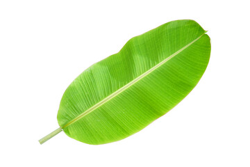 banana leaves for food wrapping