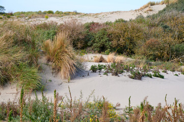 Dünengras und Blüten auf Sanddünen an der Nordsee