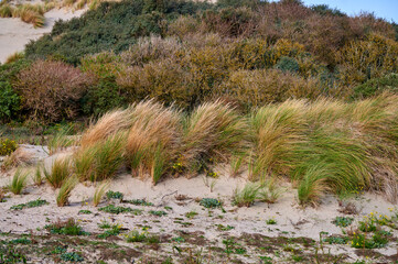 D&uuml;nengras und Bl&uuml;ten auf Sandd&uuml;nen an der Nordsee