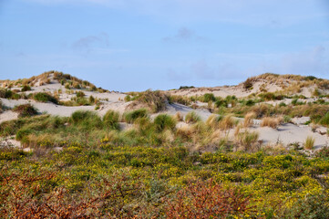 Dünengras und Blüten auf Sanddünen an der Nordsee