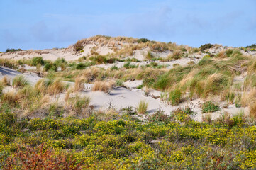 Fototapeta na wymiar Dünengras und Blüten auf Sanddünen an der Nordsee