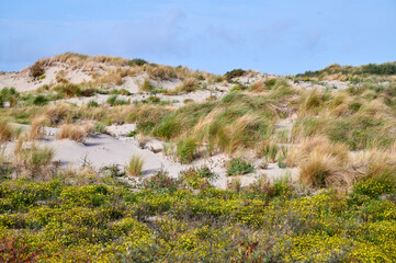 D&uuml;nengras und Bl&uuml;ten auf Sandd&uuml;nen an der Nordsee