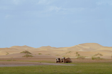 camels sitting in the desert oasis