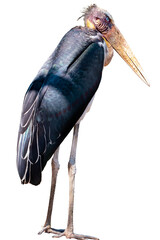 Full body standing of Lesser adjutant stork or Leptoptilos javanicus isolated on transparent background, PNG File, animal, bird, africa, indai © ISENGARD