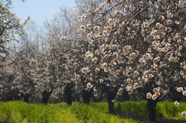 Fototapeta premium Almond trees in bloom. Large garden with flowering trees. Farming - almond production. fresh pink flowers on the branch of fruit tree