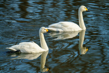Naklejka premium 冬になると白鳥が飛来する川島町の河川