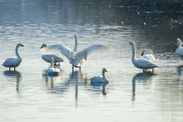 冬になると白鳥が飛来する川島町の河川