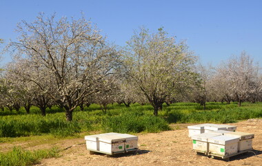 Apiary. Bee hives in a blooming garden. Blooming almond trees. Bees collect honey. Apiary in...
