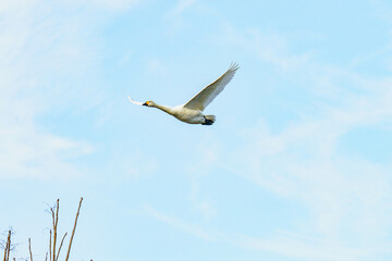 Fototapeta na wymiar 冬になると白鳥が飛来する川島町の河川