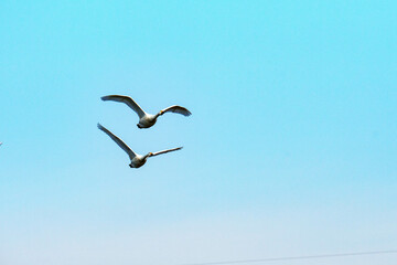 冬になると白鳥が飛来する川島町の河川