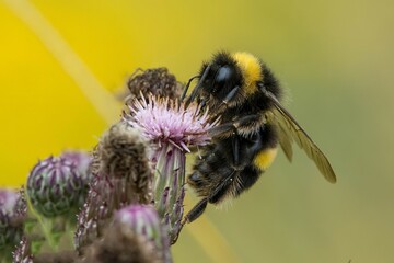 Bumblebee /Bombus