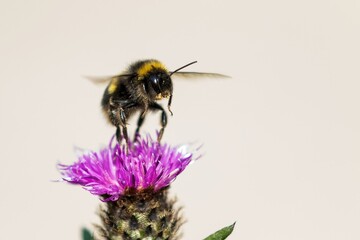 Bumblebee /Bombus