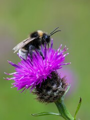 Bumblebee /Bombus