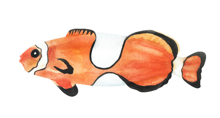 Fish clown isolated on white background. Watercolor. Illustration. Template. Picture. Close-up.