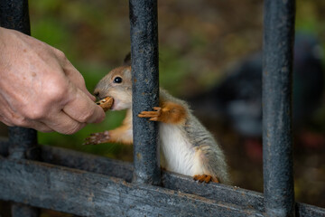 the hand of an elderly man passes a walnut to a cute and funny red squirrel sitting on the black wrought-iron fence rods against a blurry background of green leaves and trees of the park in the summer