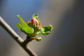 Eine keimende Blütenknospe an einem Obstbaum im Frühling