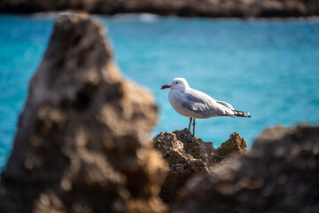 Möwe | Möve am Strand der Cala Molto | Mallorca