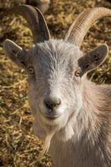 Happy billy goat portrait