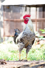 Close-up of Rooster, cock