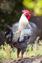 Close-up of Rooster, cock