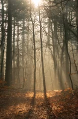 Foto auf Alu-Dibond winding shadows in the misty morning trees © Evelien
