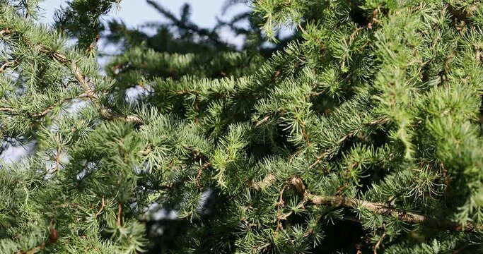 Close-up view of larch branches with green needles moving in the wind.