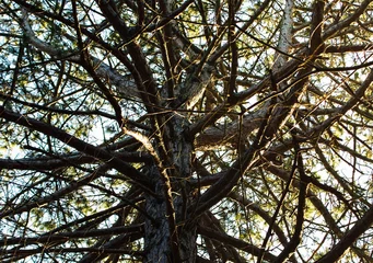 Foto auf Alu-Dibond tangled tree top © Evelien