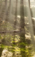 Foto auf Alu-Dibond vertical shadows on moss © Evelien