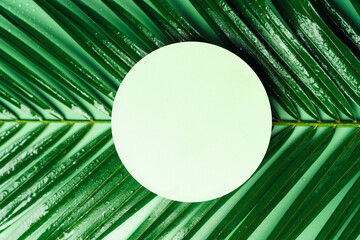 Natural cosmetics beauty product presentation scene made with green palm branch and circle podium, top view.