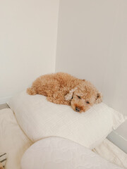 베게 위 편안하게 잠자는 강아지 푸들